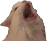 Catscream catscream Discord Emoji