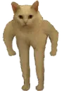 catmeme