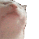 AGC_CatJam Discord emoji