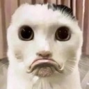 catwaguhmbus Discord emoji