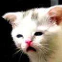 catbigsad Discord emoji