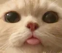 catderp Discord emoji
