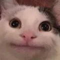 catpolitestare Discord emoji