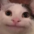 catpolitestare catpolitestare