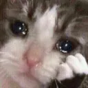 catsadcontemplate Discord emoji