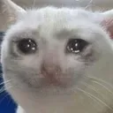 cattocrying Discord Emoji