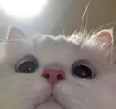 cattopeek Discord emoji