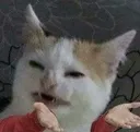 catwhy Discord emoji