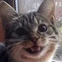HappyCat HappyCat