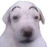 guau