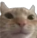 CatStare
