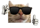 coolcat