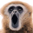 Monkeypog Discord Emoji