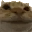 catNope