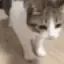 catDIE