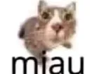 miau miau