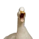 IMG_5681removebgpreview