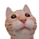 catgabe Discord Emoji