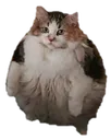 Catfat Discord Emoji