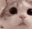 catStaringIntoYourSoul catStaringIntoYourSoul