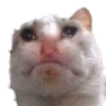 sadcat Discord emoji