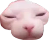 catabingus Discord Emoji
