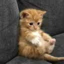 Cat Sit catsit Discord Emoji