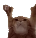 Catting