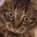 MeiCat