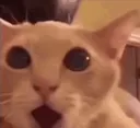 CatWow