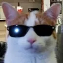 cool_cat