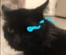 salemsans