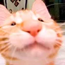sam