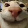 cat_staresmile