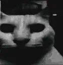 darkcat darkcat