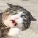 cat_the_fuck