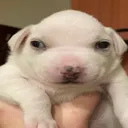 guppydog