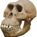 skull
