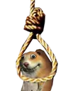 ripchomik ripchomik