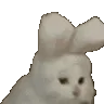 YesBunny