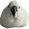 Eggstare