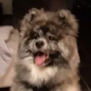 tsuki tsuki