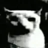 catdespair catdespair