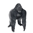 CZ_harambespin