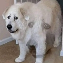 trannguyenbaoanh Discord emoji