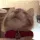 catlick