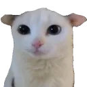autism_creature