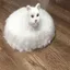 catvacuum