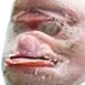 mpig