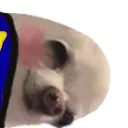 esog_sleep_R_shy